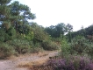 foret_broceliande