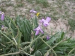 fleur_2