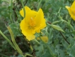 fleur_3