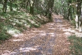 foret_mervent