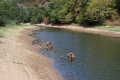 foret_mervent