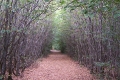 foret_mervent