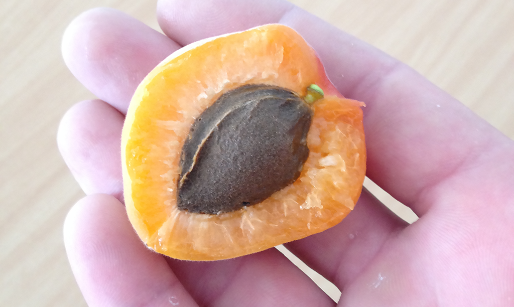comment planter noyau abricot