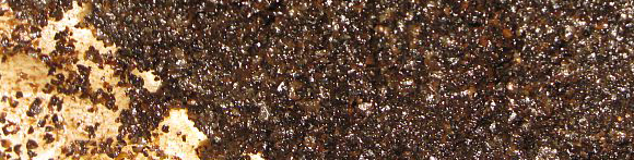 marc-cafe-potager-bio