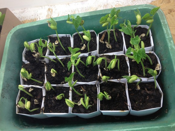 semis-haricot-precoce