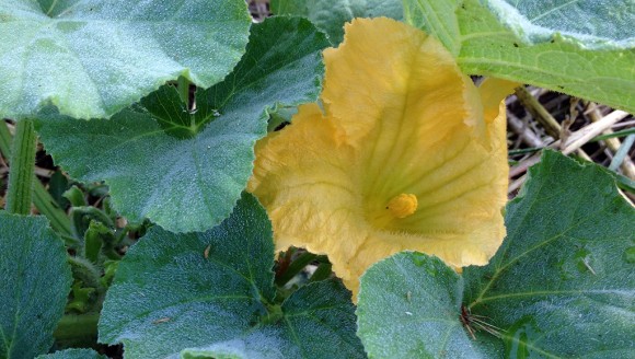 Fleur-de-Courge-Butternut-2