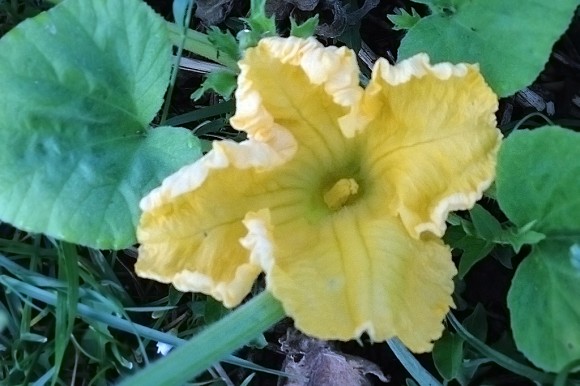 Fleur-de-Courge-Butternut