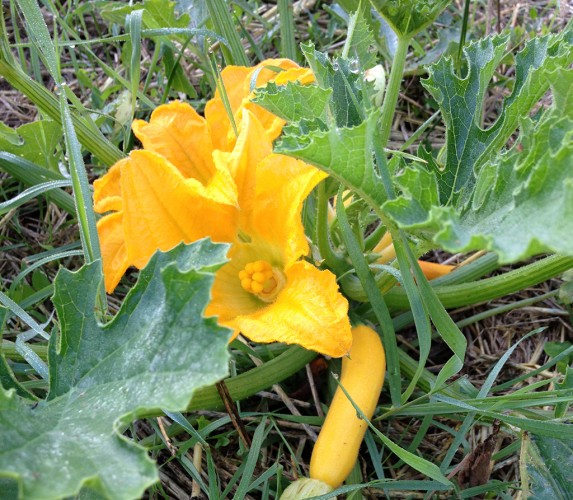 Fleur-de-Courgette-Jaune