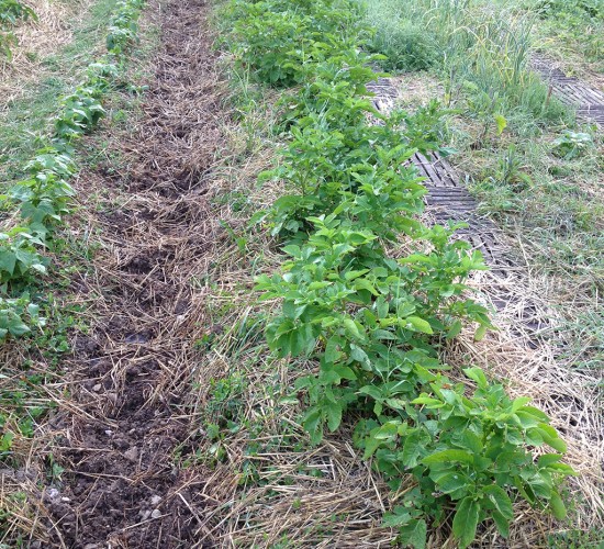 pomme-de-terre-sous-paille-1