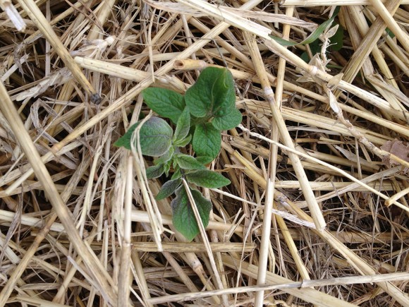 pomme-de-terre-sous-paille-2