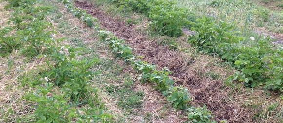 pomme-de-terre-sous-paille