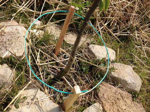 antenne-lakhovsky-fruitier-potager-2