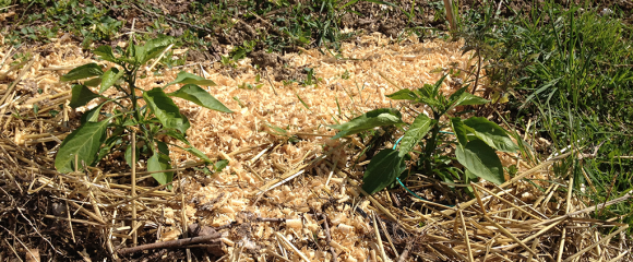 antenne-lakhovsky-fruitier-potager-3