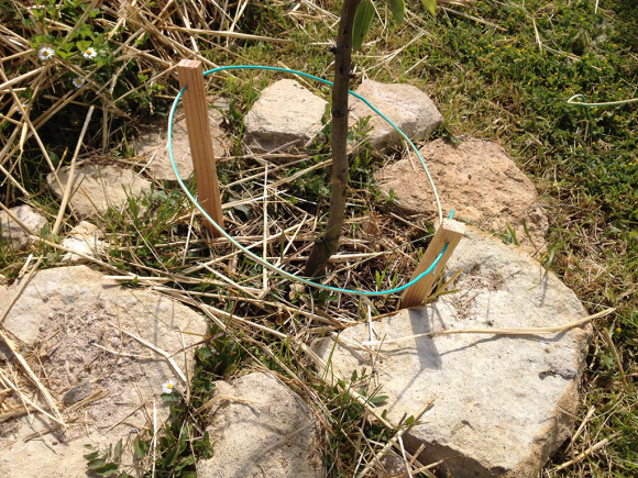 antenne-lakhovsky-fruitier-potager