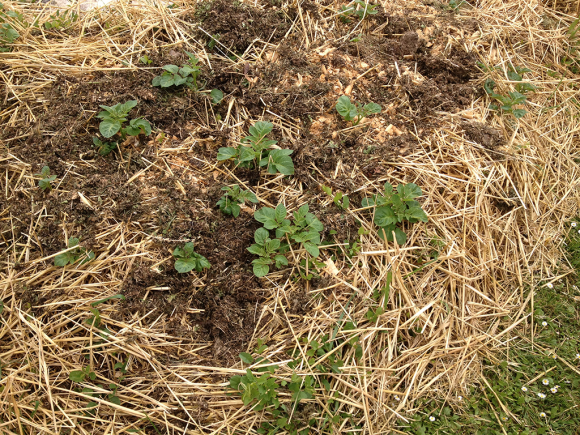 culture-pomme-de-terre-sous-paille