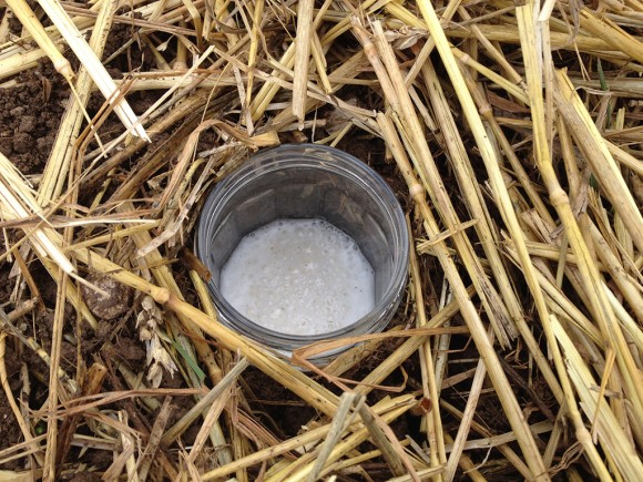 lutter-limace-potager-bio-2