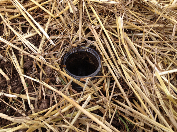 lutter-limace-potager-bio