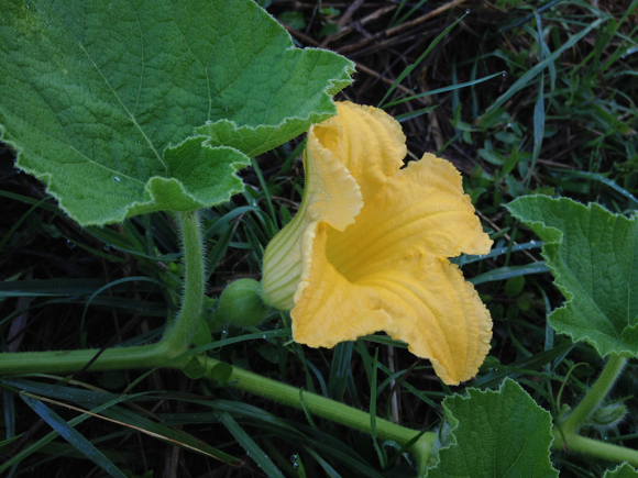 Fleur de courgette femelle