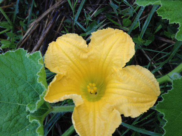 Fleur de courgette femelle