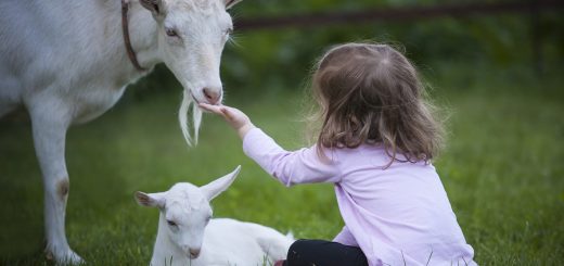 maltraitance animale