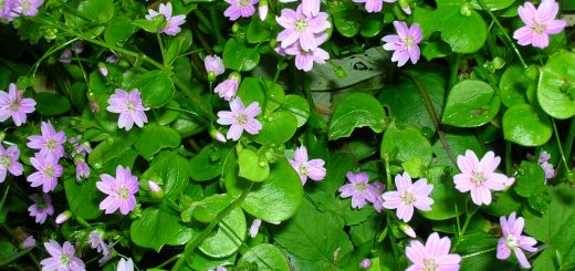 Claytone de Sibérie