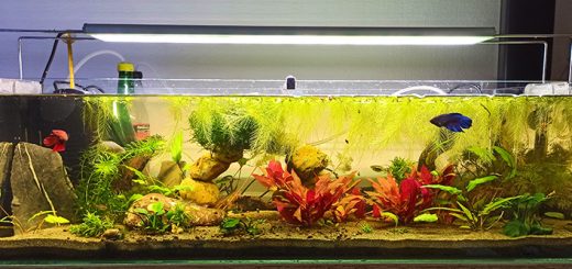 aquarium sans cycle azote