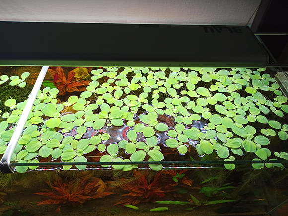 aquarium sans cycle azote plantes