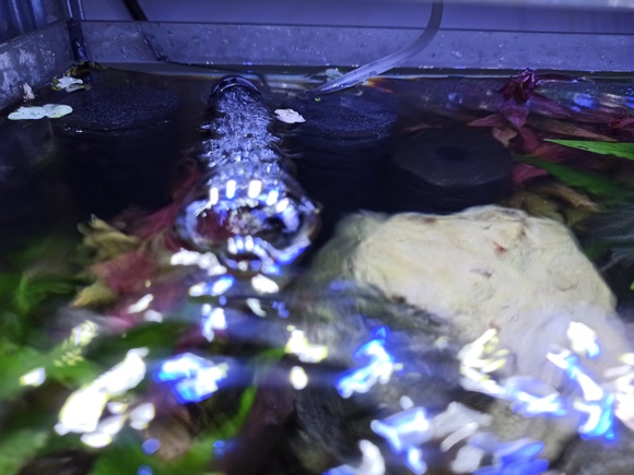 Position filtre exhausteur