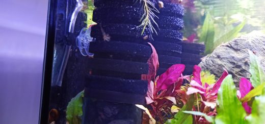 Filtre exhausteur pour aquarium