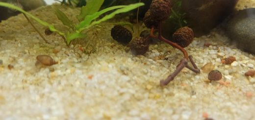 Fruit d'aulne en aquarium