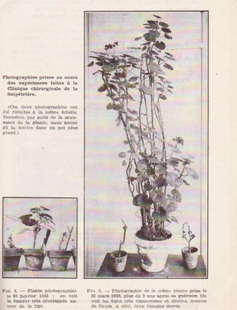Experience Lakhovsky circuit oscillant sur plante