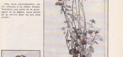 Experience Lakhovsky circuit oscillant sur plante