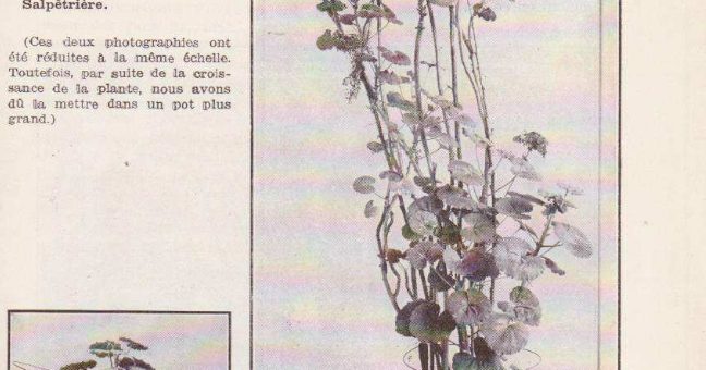 Experience Lakhovsky circuit oscillant sur plante