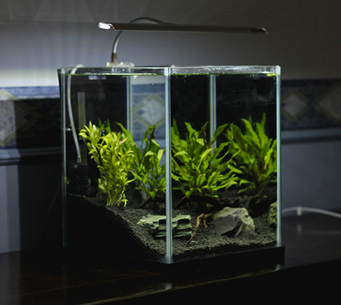 aquarium pour betta splendens