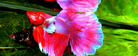 betta splendens