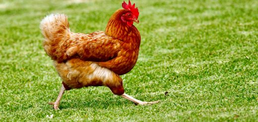 coryza de la poule, traitement naturel