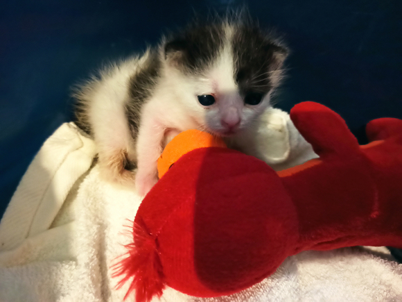 élever un chaton au biberon