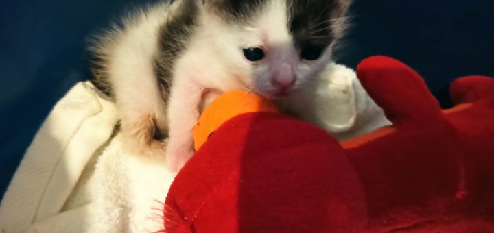 élever un chaton au biberon