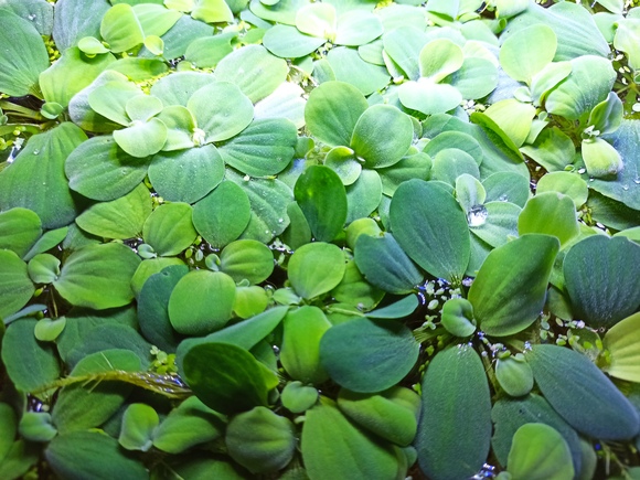 Laitue eau (Pistia)