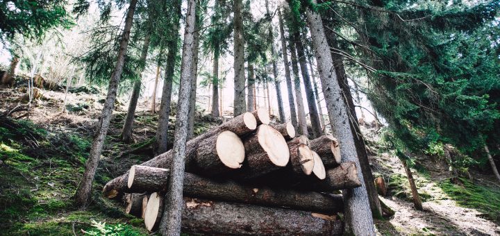 Brûler du résineux