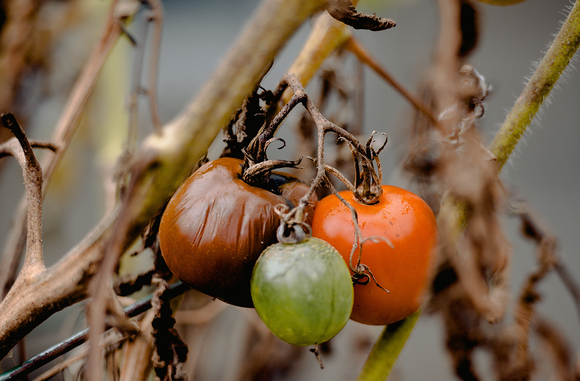 Mildiou sur tomate