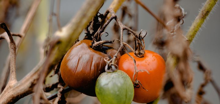 Mildiou sur tomate