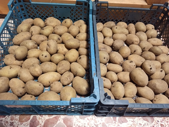 Plants de pomme de terre