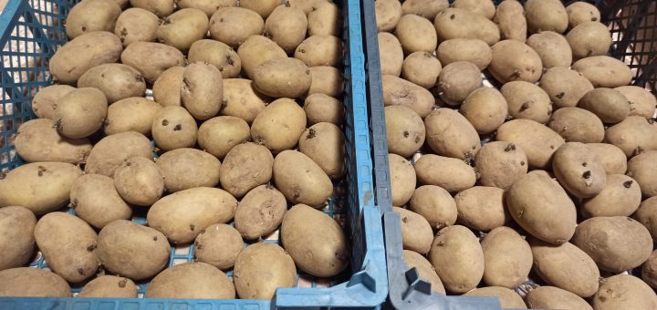 Plants de pomme de terre