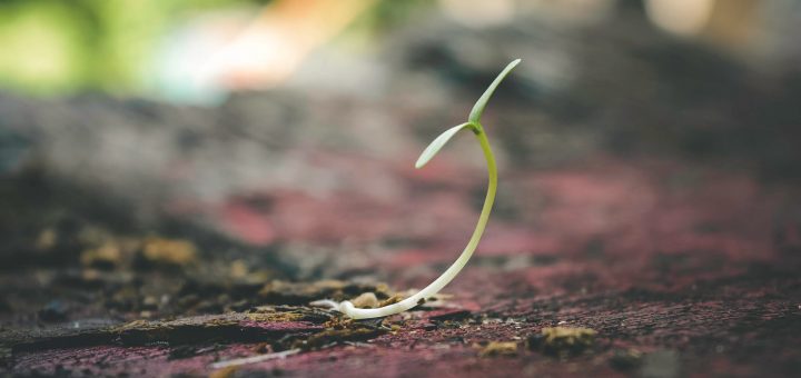 Température de germination