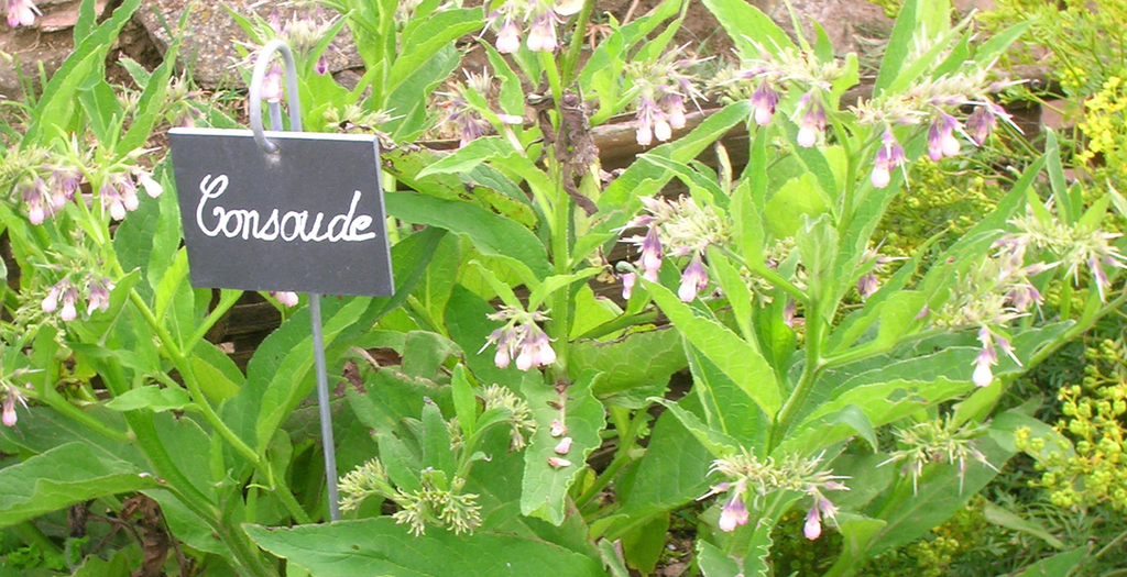 concentré de consoude