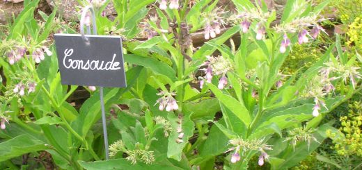 concentré de consoude