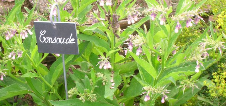 concentré de consoude