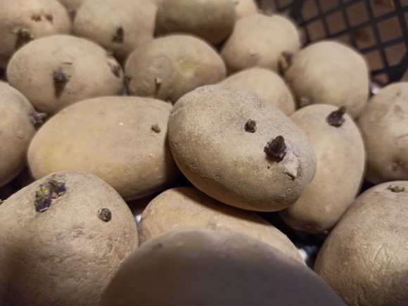 germe pomme de terre