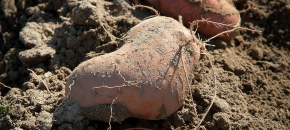 plant patate douce